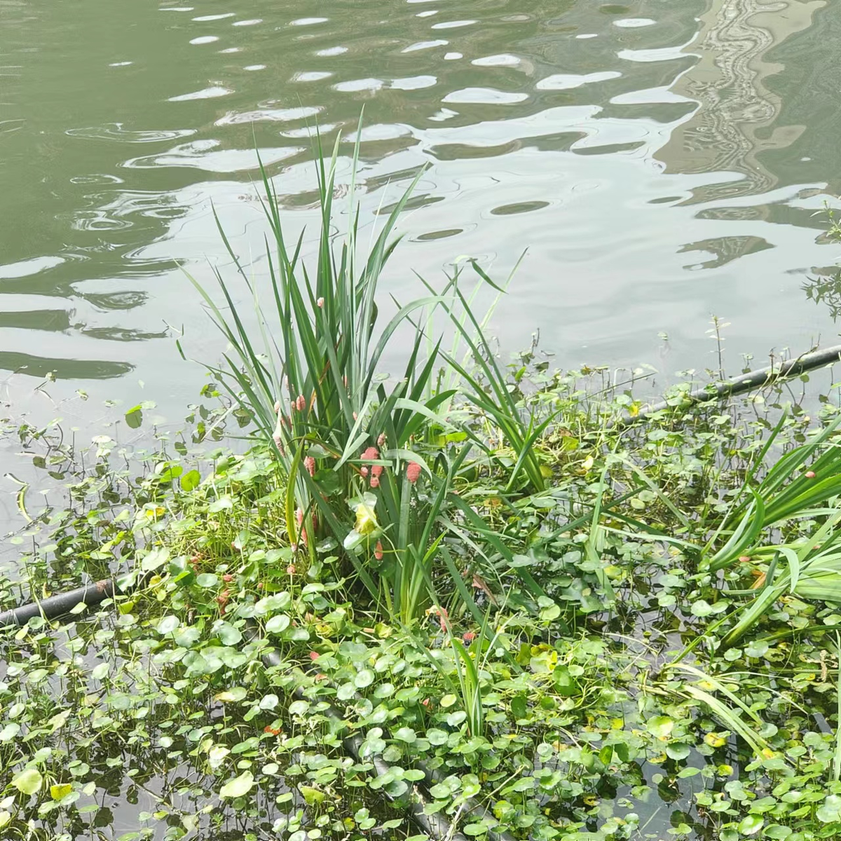 broken image